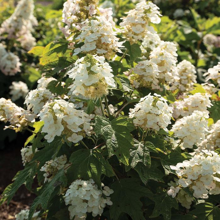 Autumn Reprise™ Oakleaf Hydrangea - Hydrangea quercifolia from E.C. Brown's Nursery