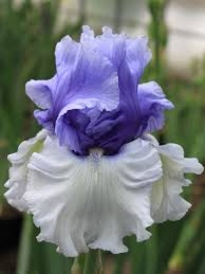 'Wintry Sky' Bearded Iris - Iris germanica 'Wintry Sky' from E.C. Brown's Nursery