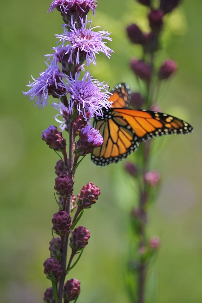 Meadow Blazing Star - Liatris ligulistylis from E.C. Brown's Nursery