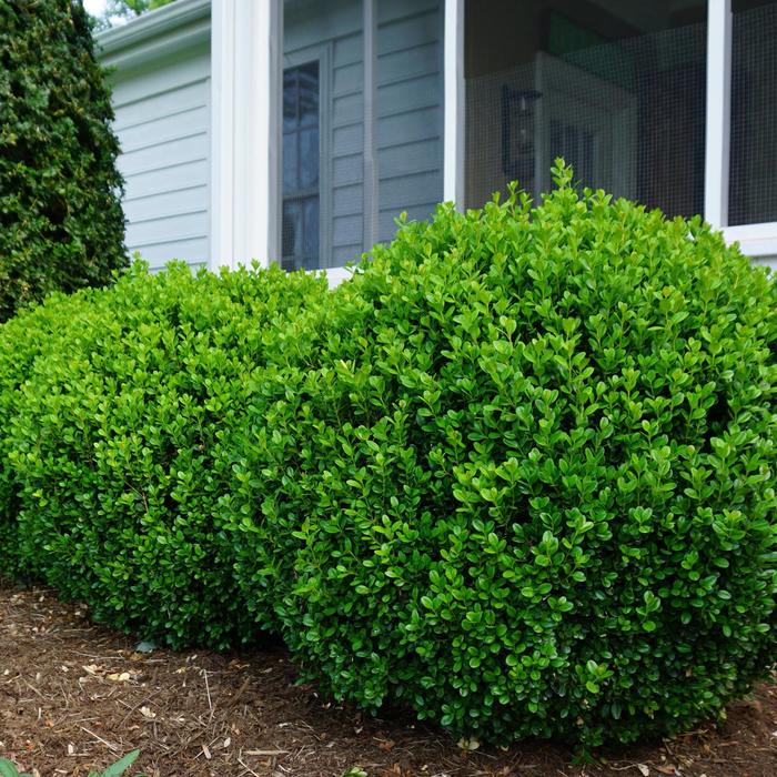 'NewGen Freedom®' Boxwood - Buxus from E.C. Brown's Nursery