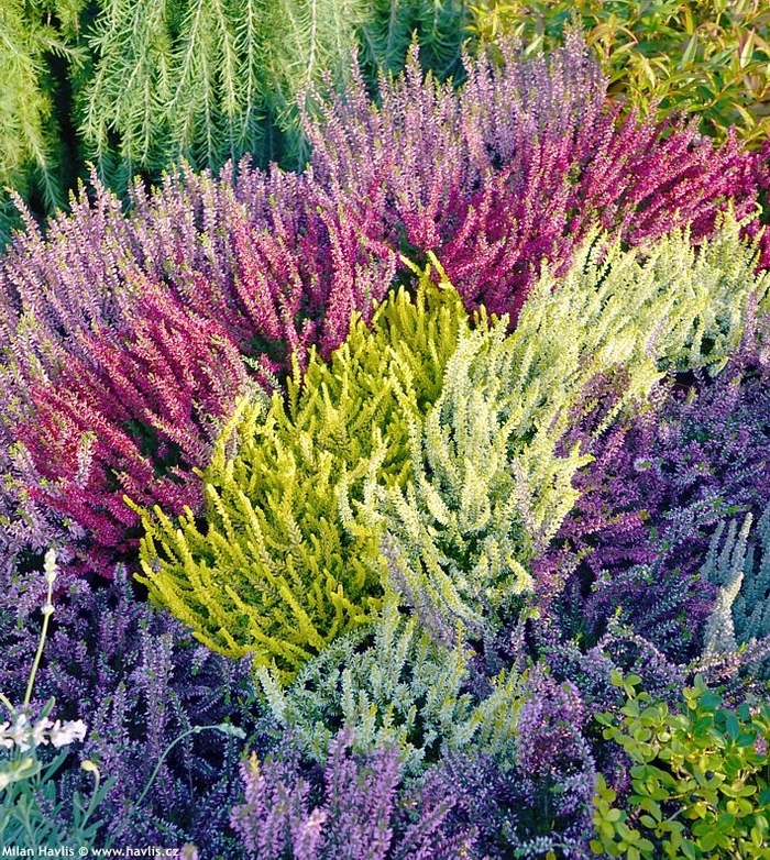 Heather - Calluna vulgaris from E.C. Brown's Nursery