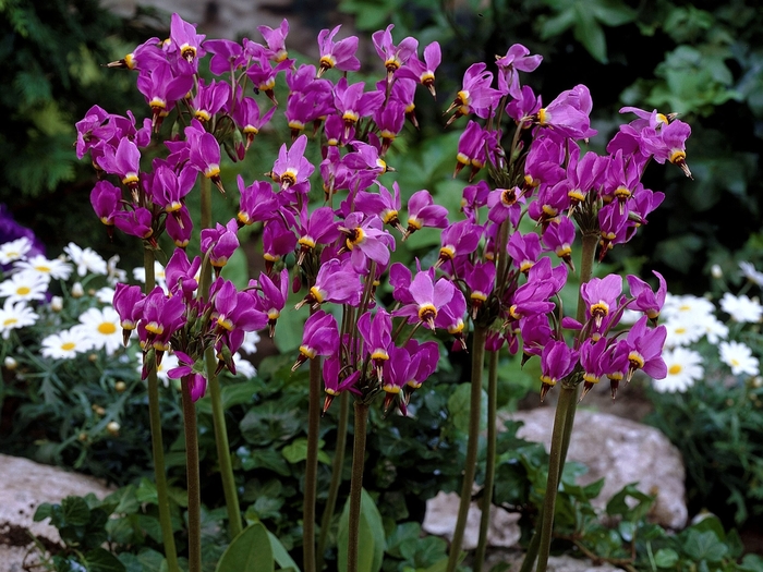 Shooting Star - Dodecatheon media from E.C. Brown's Nursery