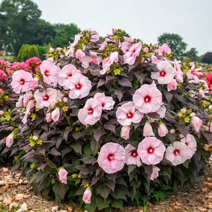 Common Name - Hibiscus 'Dark Mystery' from E.C. Brown's Nursery