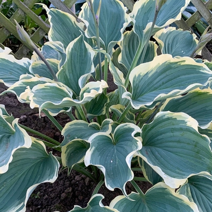 Hope Springs Eternal Hosta - Hosta 'Hope Springs Eternal' from E.C. Brown's Nursery