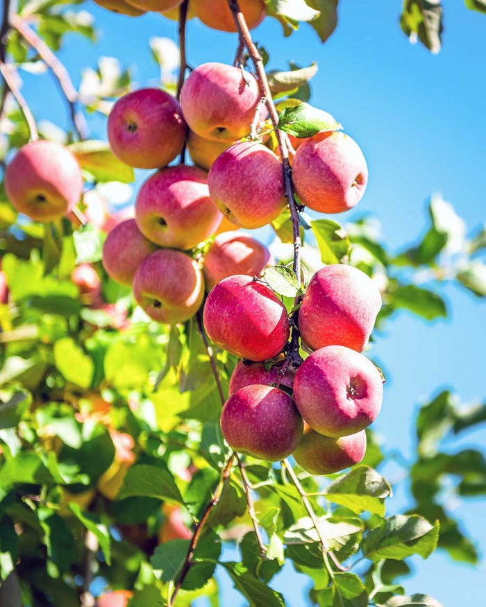 Pink Lady Apple - Apple x 'Pink Lady' from E.C. Brown's Nursery