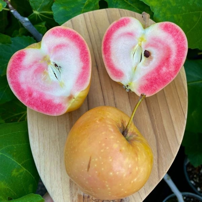 Pink Pearl Apple - Apple x 'Pink Pearl' from E.C. Brown's Nursery