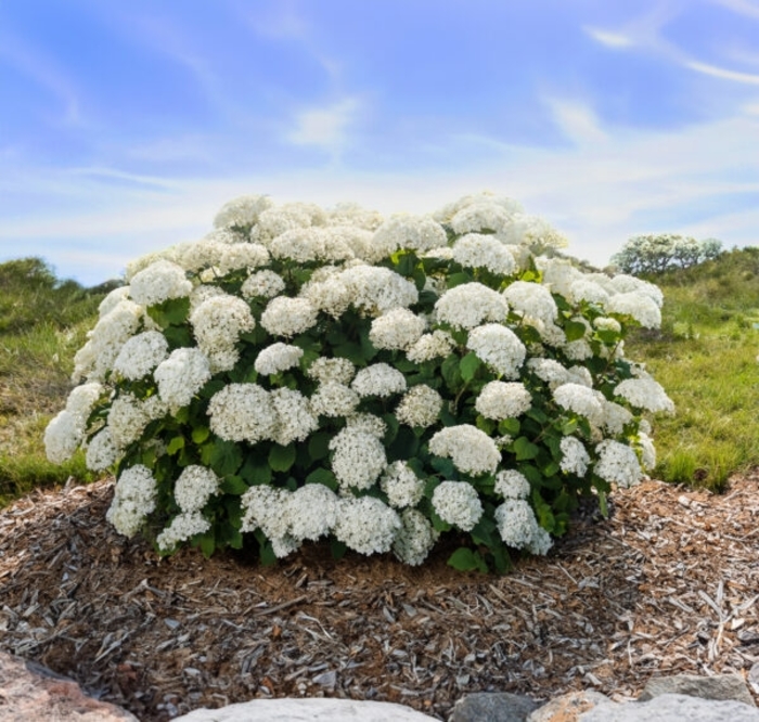 Flowerfull Hydrangea - Hydrangea arborescens 'Flowerfull' from E.C. Brown's Nursery