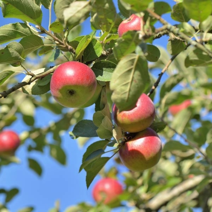 Snow Famuse Apple - Apple 'Snow Famuse' from E.C. Brown's Nursery