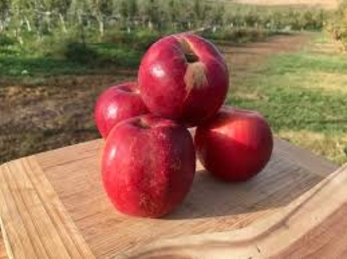 'Jonathan' Apple - Malus domestica from E.C. Brown's Nursery