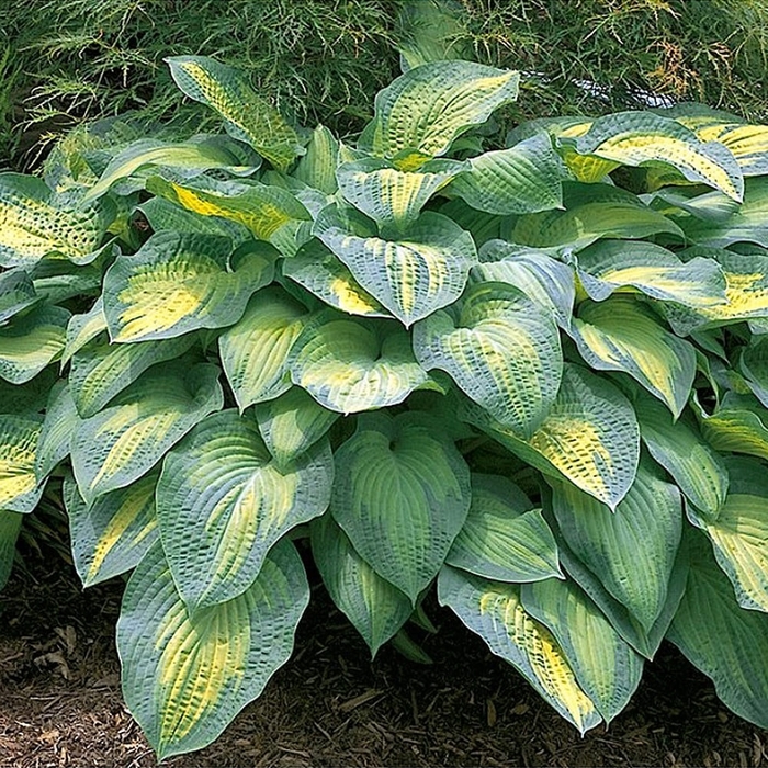 Pauls Glory Hosta - Hosta x 'Pauls' Glory' from E.C. Brown's Nursery