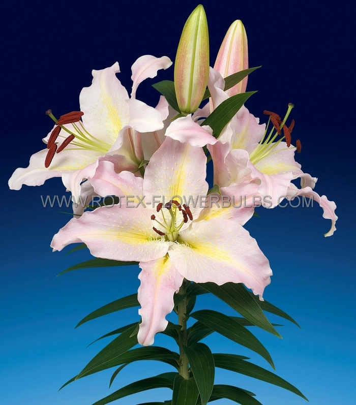 Hocus Pocus Oriental Lily - Lilium orientale 'Hocus Pocus' from E.C. Brown's Nursery