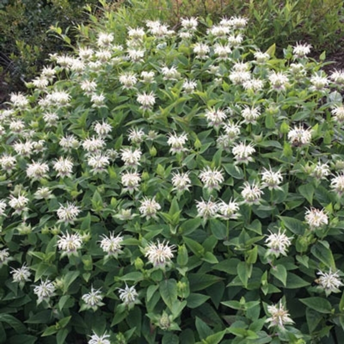 Bee Bright White Monarda - Monarda x 'Bee Bright PBR' from E.C. Brown's Nursery