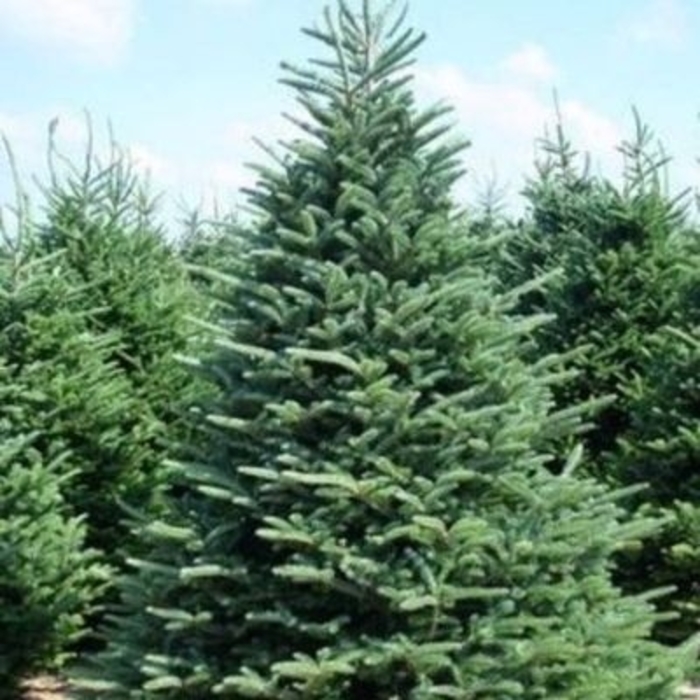 Frazer Fir - Abies fraseri from E.C. Brown's Nursery