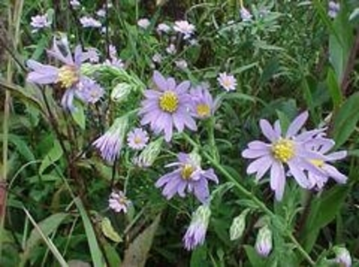 Smooth Blue Aster-local ecotype - Aster laevis from E.C. Brown's Nursery Smooth Blue Aster-local ecotype - Aster laevis from E.C. Brown's Nursery