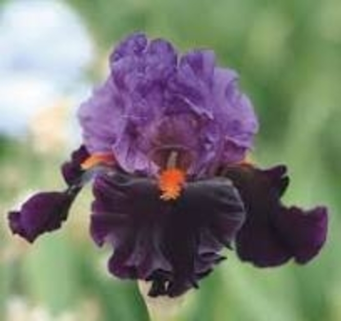 'Sharp Dressed Man' German Iris - Iris germanica from E.C. Brown's Nursery 'Sharp Dressed Man' German Iris - Iris germanica from E.C. Brown's Nursery