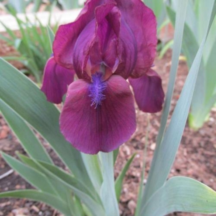 'Cherry Garden' Standard Dwarf Bearded Iris - Iris pumila from E.C. Brown's Nursery 'Cherry Garden' Standard Dwarf Bearded Iris - Iris pumila from E.C. Brown's Nursery