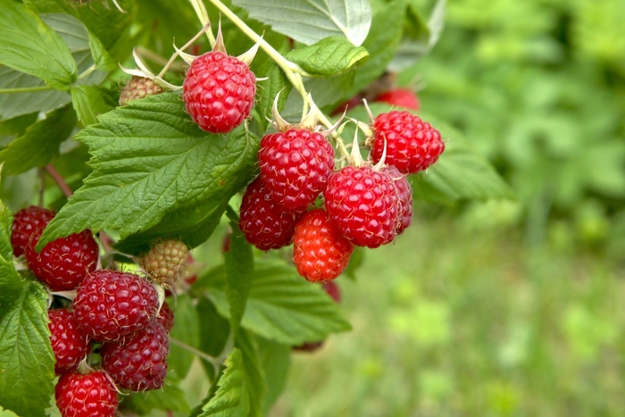 'Caroline' Raspberry - Rubus idaeus from E.C. Brown's Nursery 'Caroline' Raspberry - Rubus idaeus from E.C. Brown's Nursery