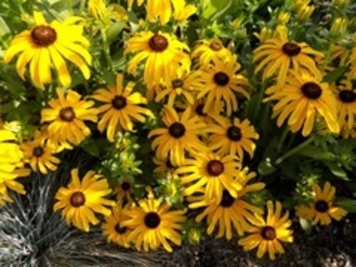 'Glitters Like Gold' Black-Eyed Susan - Rudbeckia from E.C. Brown's Nursery 'Glitters Like Gold' Black-Eyed Susan - Rudbeckia from E.C. Brown's Nursery