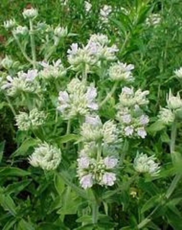 Mountain Mint - Pycnanthemum virginianum from E.C. Brown's Nursery Mountain Mint - Pycnanthemum virginianum from E.C. Brown's Nursery