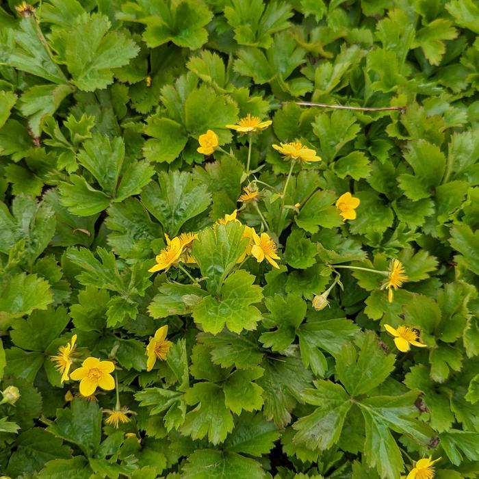 Barren Strawberry - Waldsteinia fragarioides from E.C. Brown's Nursery