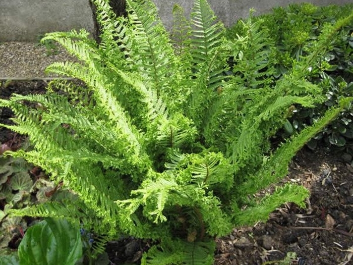 Cristata the King - Dryopteris affinis 'Cristata the King' from E.C. Brown's Nursery Cristata the King - Dryopteris affinis 'Cristata the King' from E.C. Brown's Nursery