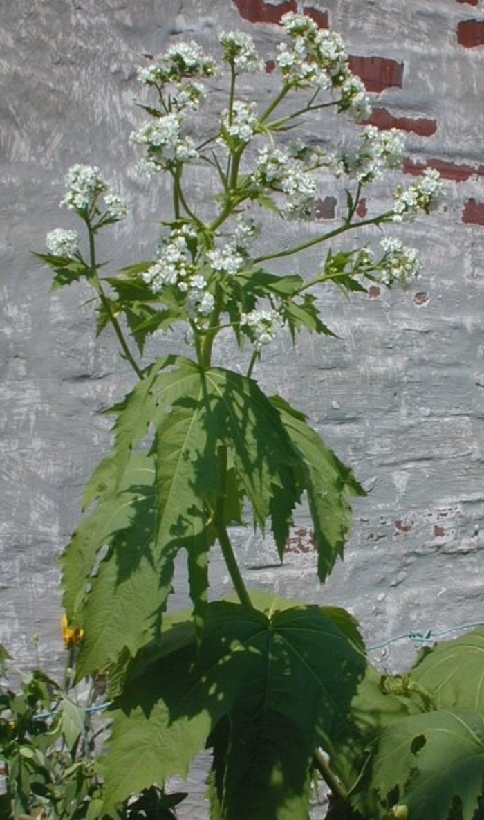 Glade Mallow - Napaea dioica from E.C. Brown's Nursery