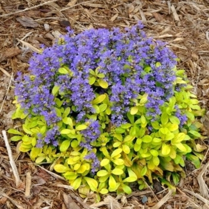Feathered Friends™ 'Flashy Flamingo' - Ajuga from E.C. Brown's Nursery Feathered Friends™ 'Flashy Flamingo' - Ajuga from E.C. Brown's Nursery