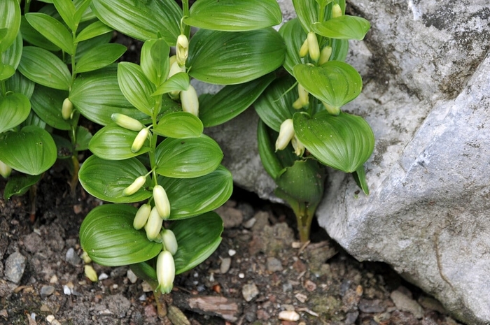 Dwarf Solomon's Seal - Polygonatum humile from E.C. Brown's Nursery Dwarf Solomon's Seal - Polygonatum humile from E.C. Brown's Nursery