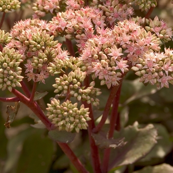 Sedum telephium - 'Matrona' Stonecrop