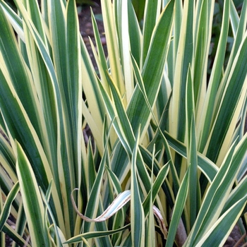 Yucca filamentosa - 'Bright Edge' Adam's Needle