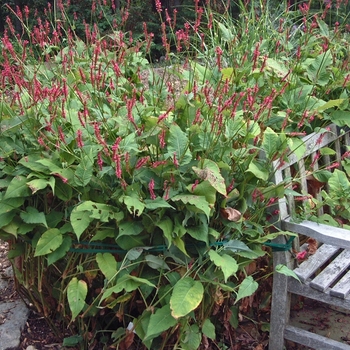 Persicaria amplexicaulis - 'Fire Tail' Mountian Fleece, Mountain Knotweed