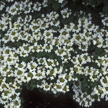 Viburnum plicatum f. tomentosum - Doublefile Viburnum