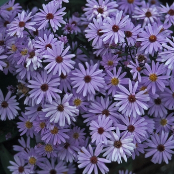 Aster novae-angliae - 'Little Carlow'