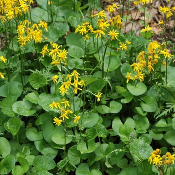 Senecio aureus - Golden Groundsel