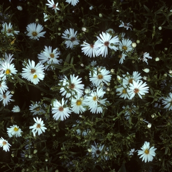Aster novae-angliae - 'Mt. Everest'