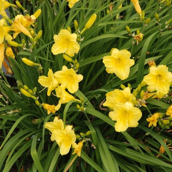 Hemerocallis - 'Happy Returns' Daylily