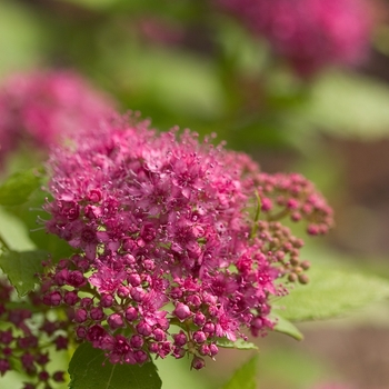 Spiraea japonica (Spirea) - Double Play® 'Gold'