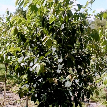 Diospyros virginiana - Common Persimmon