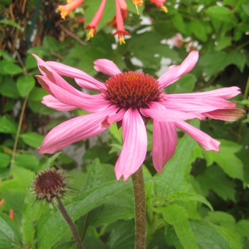 Echinacea tennesseensis - Tennessee Coneflower