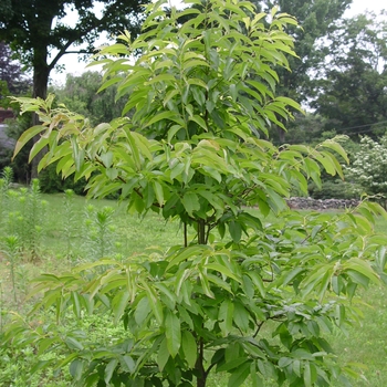 Oxydendrum arboreum - Sourwood