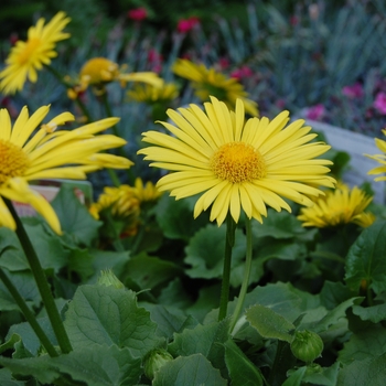 Doronicum orientale - 'Leonardo™ Compact' Leopard's Bane