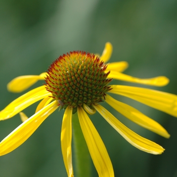 Echinacea paradoxa - Yellow Coneflower