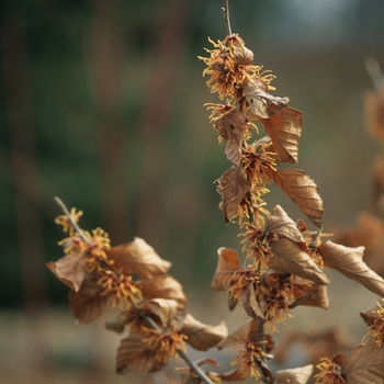 Hamamelis vernalis - 'Autumn Embers' Autumn Embers Witch Hazel