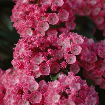 Kalmia latifolia - 'Sarah' Sarah Mountain-laurel