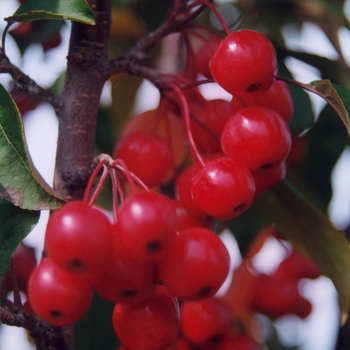 Malus - 'Red Barron' Crabapple