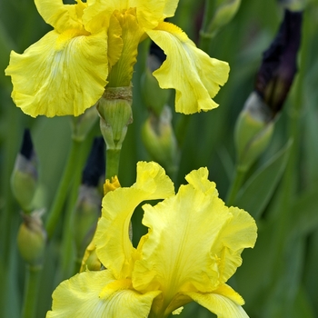 Iris germanica - 'Harvest Of Memories' Bearded Iris