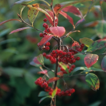 Aronia arbutifolia 'Brilliantissima' - Brilliantissima Red Chokeberry