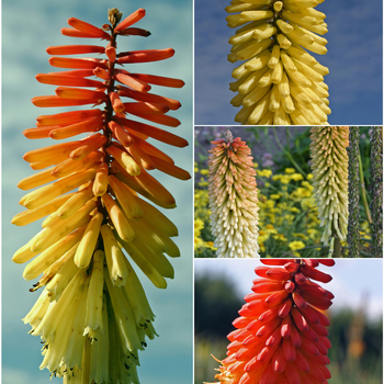 Kniphofia - 'Multiple Varieties' Red Hot Poker