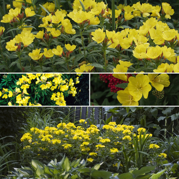 Sundrops - Oenothera perennis