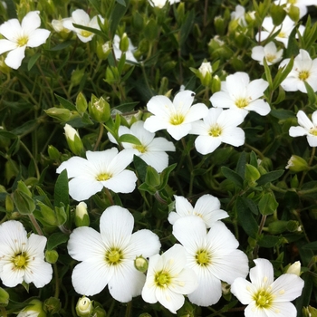 Arenaria montana - Mountain Sandwort